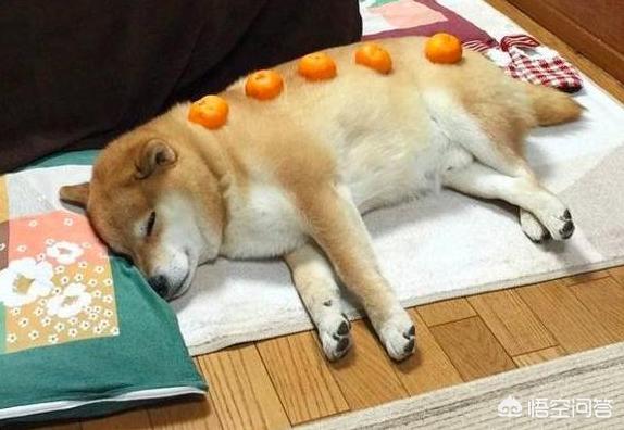 小柴犬阿旺的和风式生活百度云:想养一只柴犬，家里没有院子，能不能养？