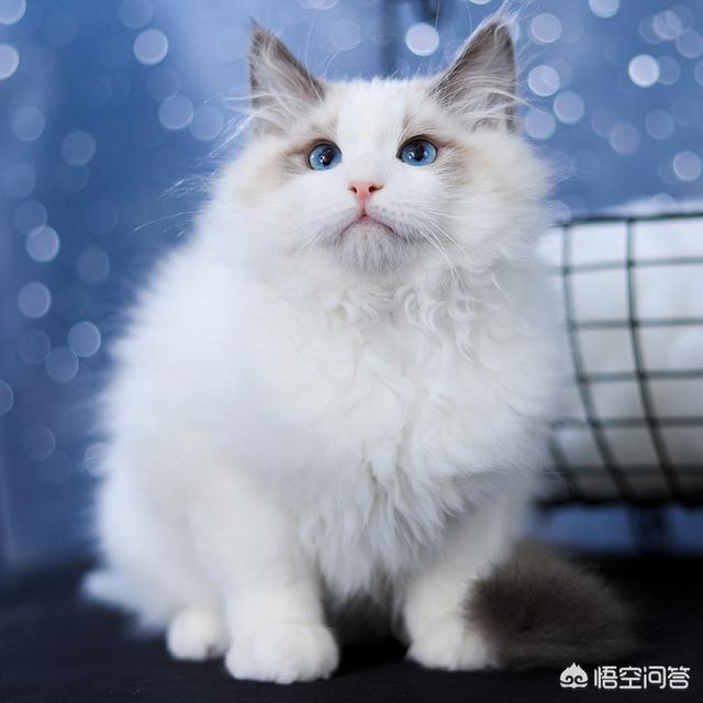 猫咪品种大全及图片鲜罗猫:新手养猫暹罗猫英短和美短哪种猫更适合呢？