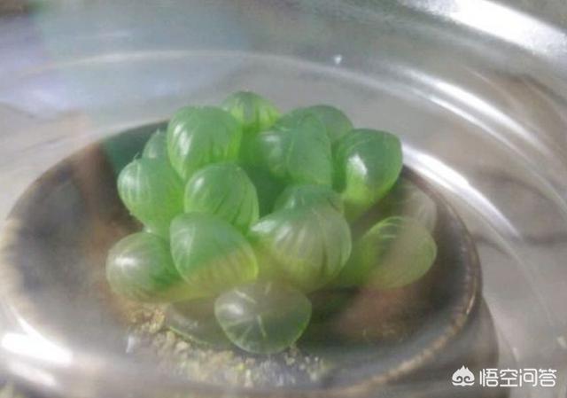姬玉露和草玉露的区别:冬天没有太阳玉露陡长怎么办？