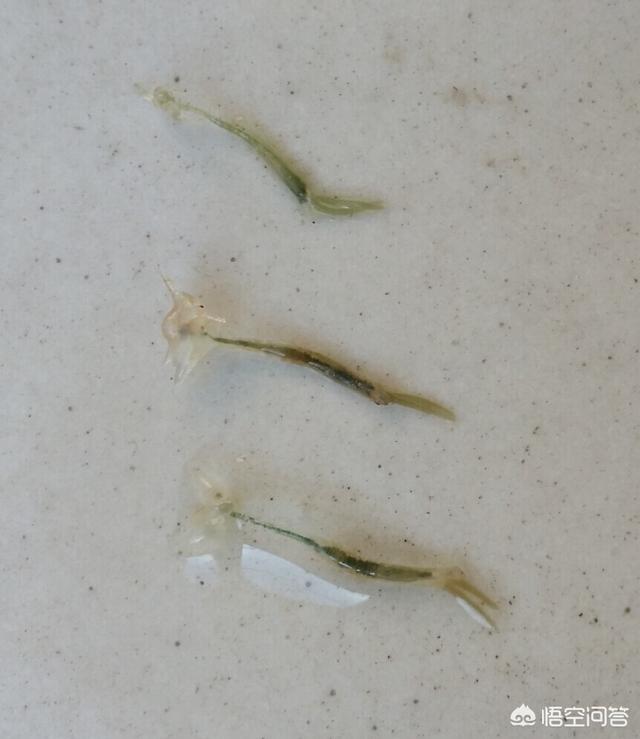 缩头鱼虱:什么原因引起鱼患锚头蚤？