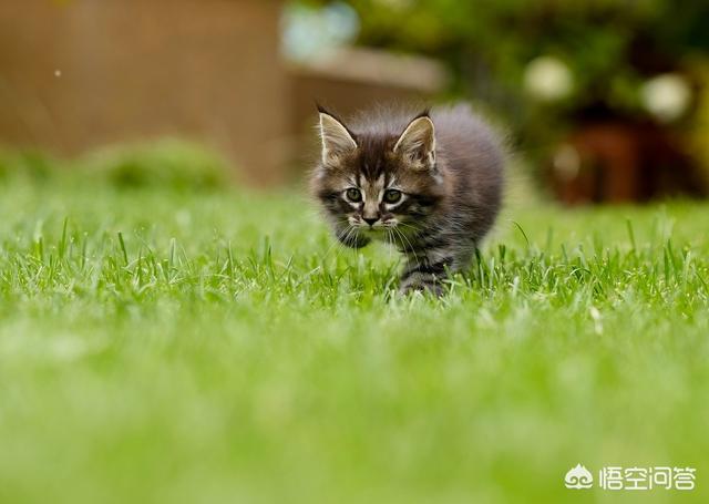 小花猫图片:幼猫/小猫拉稀/软便/腹泻/应该怎么办？