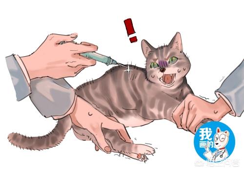 被猫抓伤多少天过危险期了:猫抓伤人后10天没死就没事吗？