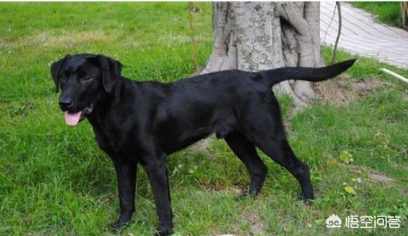 纯种拉布拉多犬:拉布拉多犬怎么选纯种呢？