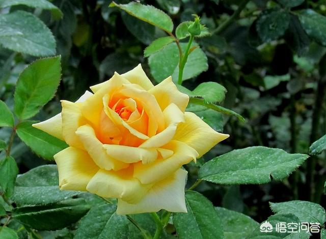 秋天月季花栽培方法如下:月季花应该怎么扦插才能够快速生根？秋季合适吗？