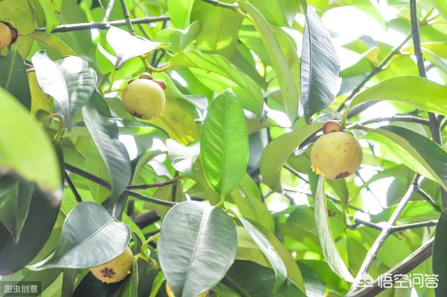 3,其实野山竹还有个作用,那就是当前在国内只有海南有山竹在生产.