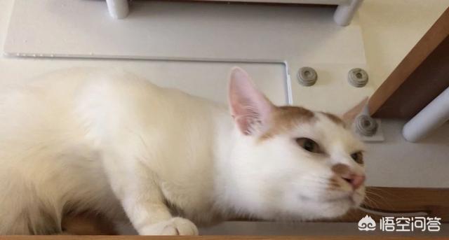 小猫又瘦又贫血怎么办？-头条问答