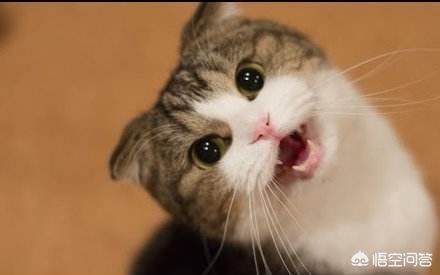 猫叫声音:猫的叫声和品种有关系吗，如果有，哪种猫叫声好听？