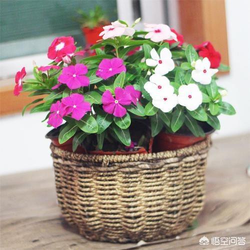 长春花，四季常绿，花色繁多，室内栽培要如何管理呢