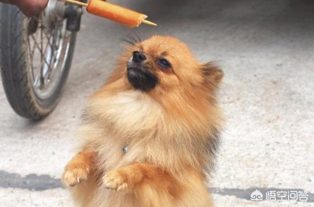 博美犬视频:养博美犬前要了解什么事，不然可能会后悔？