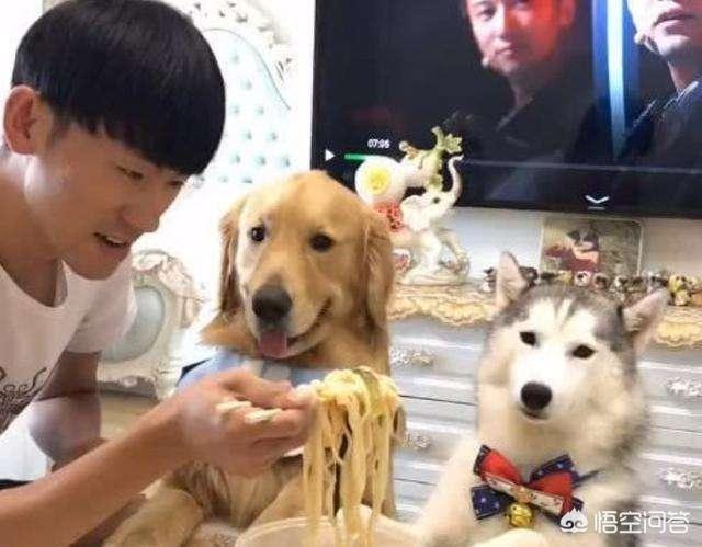 金毛犬性格:养一只金毛是怎样的体会？