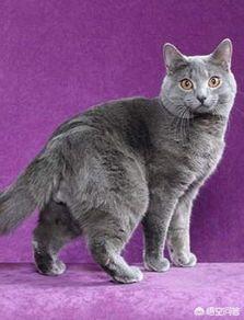 欧洲短毛猫:欧洲短毛猫和狸花猫的区别 英短、俄罗斯蓝猫和沙特尔猫这三种猫的区别在哪里？