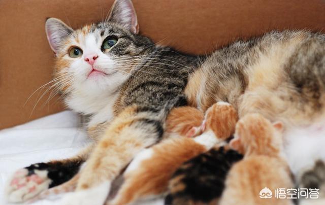 母猫会养小猫吗:为什么母猫会把小猫叼到主人面前？