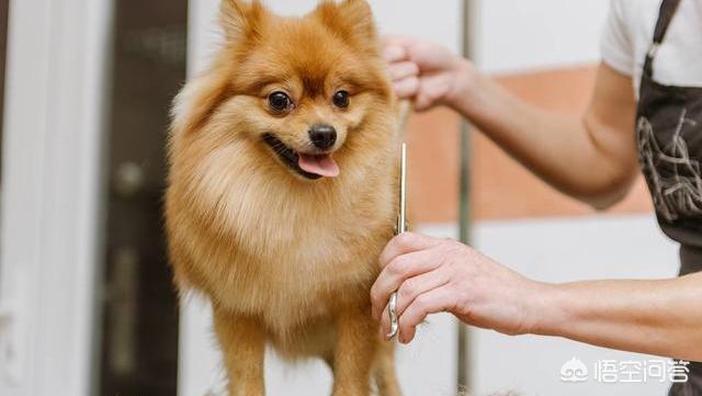 博美犬图片:宠主饲养博美时，有哪些误区呢？