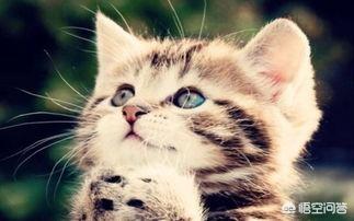 救援猫的小说:关于穿越变成猫的所有小说？