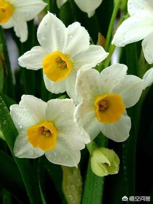 一天内迎春花什么时候开花:一天之内哪些花在什么时间开放？