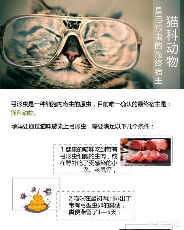 孕期养猫的好处和坏处:养猫是否影响怀孕或影响胎儿？