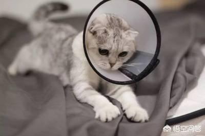 猫带着脖圈怎么喝水:猫咪戴着脖圈如何喝水 母猫做绝育危险吗？术后好照顾吗？要怎么照顾？