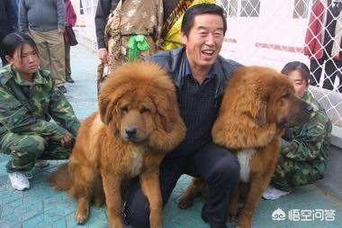 养藏獒，培养王军霞等奥运冠军，70多岁的马俊仁现状如何？