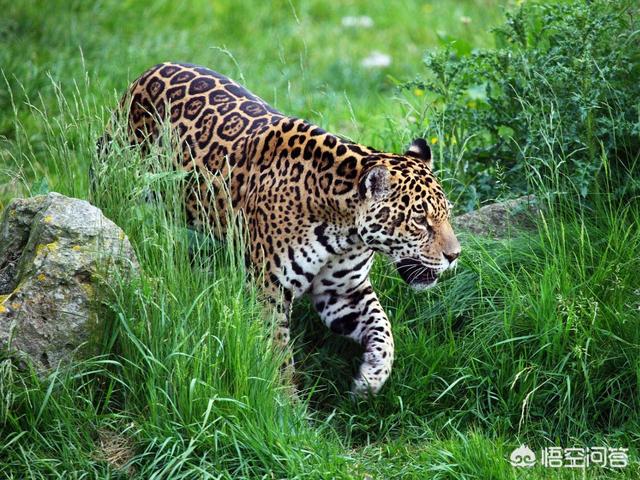 美洲长尾虎猫 价格:美洲虎是虎还是豹？为什么身上是斑点不是条纹？