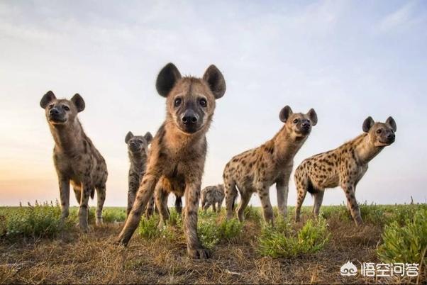 非洲斑鬣狗vs藏獒视频:藏獒打得过斑鬣狗吗 比特犬，藏獒和非洲鬣狗哪个更厉害？