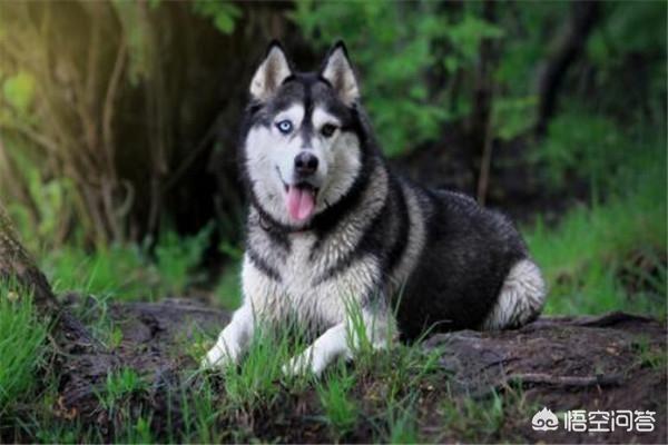 世界狩猎犬排名:世界十大傻狗排名，哈士奇都没进前三，斗牛犬超凶猛？