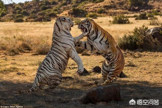 老虎在非洲能生存吗，将老虎放进非洲的森林中，会繁衍的很好吗