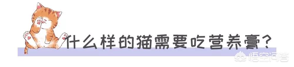 宠儿香猫咪营养膏:猫咪一定要吃营养膏吗?不吃可不可以？