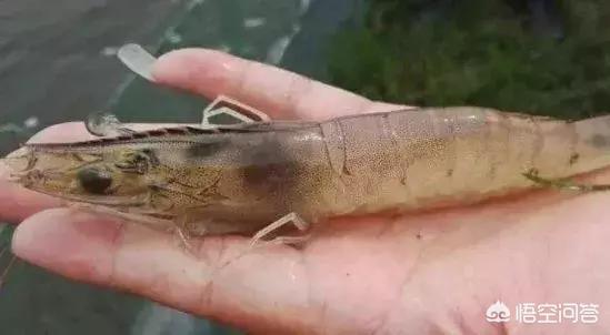 日本对虾红体治疗方法:对虾肠炎，用什么来拌饲料？