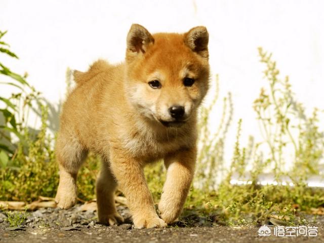 柴犬:柴犬究竟是一种怎样的宠物？