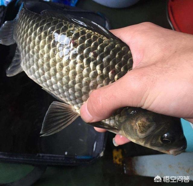 鮣鱼吃什么食耳:钓鲫鱼饵料配方，钓鲫鱼好用的饵料有哪些？