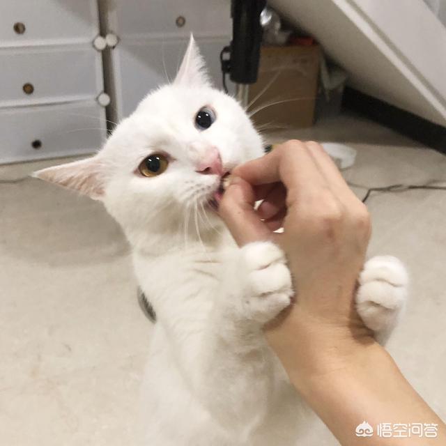 猫咪不乖 txt:猫咪为什么不能像狗狗一样亲近人，总是感觉它非常的高冷？