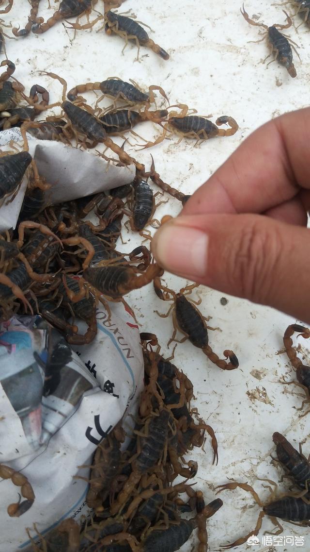 养蝎子:养蝎子需要投资多少 养蝎子的伸手抓蝎子不会被蛰吗？为什么？