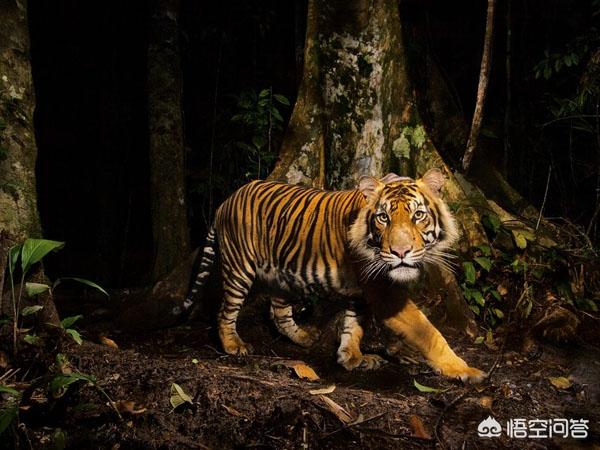 猪獒:如果野猪和老虎碰上了，谁更厉害？