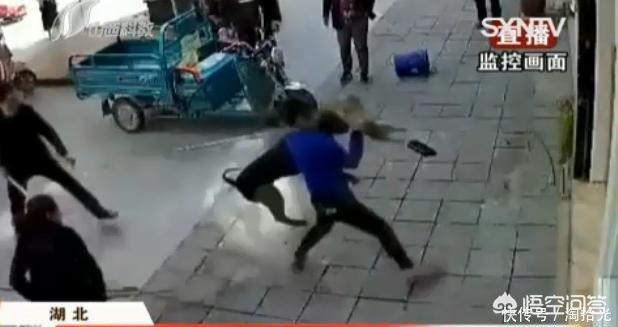 洛阳罗威纳犬价格:违规饲养烈性犬，洛阳一居民被罚1000元, 你怎么看？