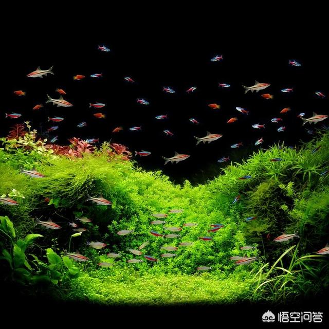 红绿灯鱼群居吗:我在广东，养孔雀鱼和红绿灯冬天不加温可以吗？