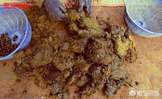 苏门答腊麝香猫:有谁知道，猫屎咖啡是如何产生的？