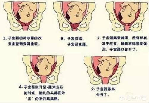 为什么说子宫是人类的第一住所,子宫从怀孕到分娩要经历哪些变化?