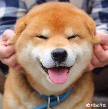 小柴犬阿旺的和风式生活百度云:想养一只柴犬，家里没有院子，能不能养？