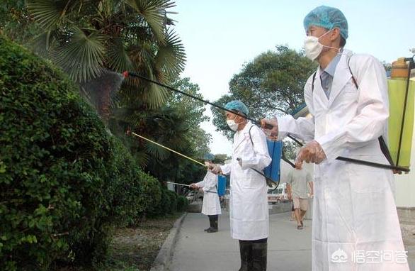 跳蚤怎么消灭:跳蚤天敌是什么，跳蚤怕什么，怎么消灭干净跳蚤？