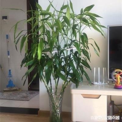 富贵竹的种植方法图解:怎样大规模种植富贵竹 无根的富贵竹，怎么才能够快速生根、快速长新叶？