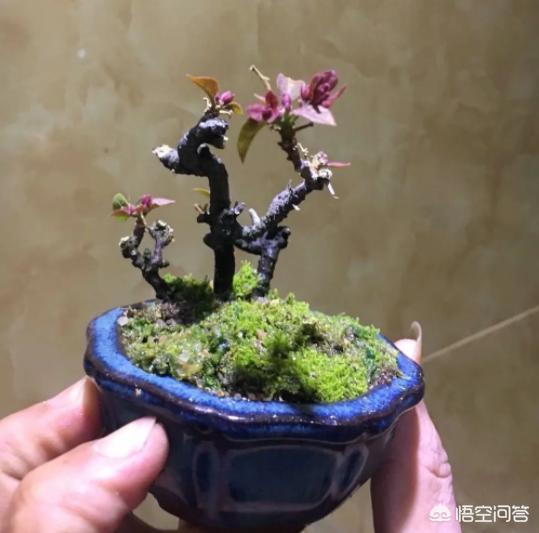 凤尾竹图片大全:这凤尾竹是怎么了？黄叶，求教？