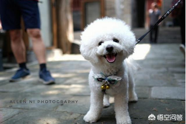 卷毛比雄犬喜欢玩什么:比熊犬的撒娇方式有哪些？