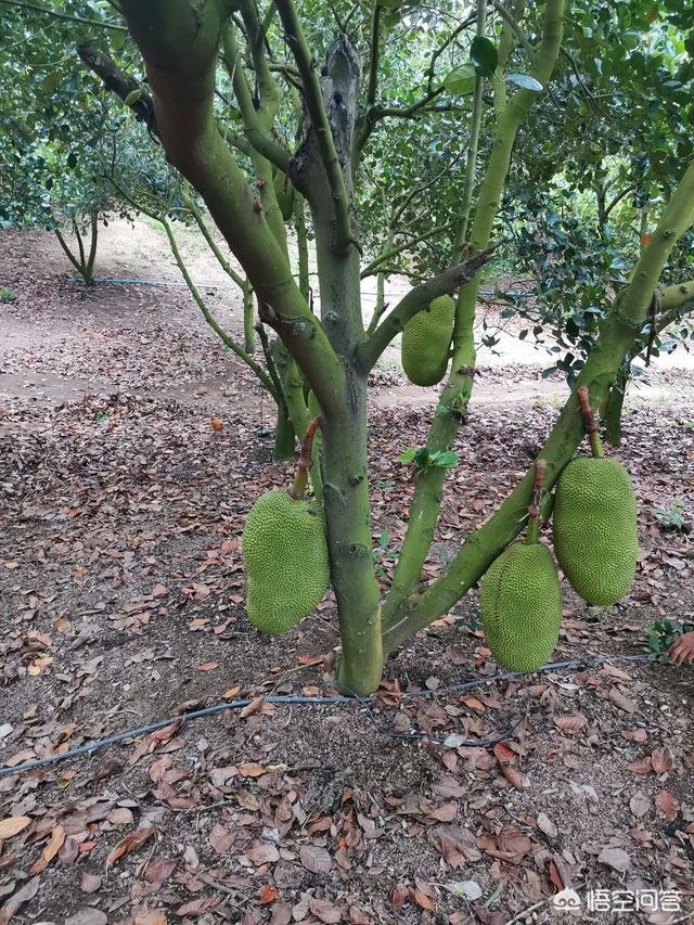 菠萝蜜怎么种植方法,怎样打理菠萝蜜才会结果？