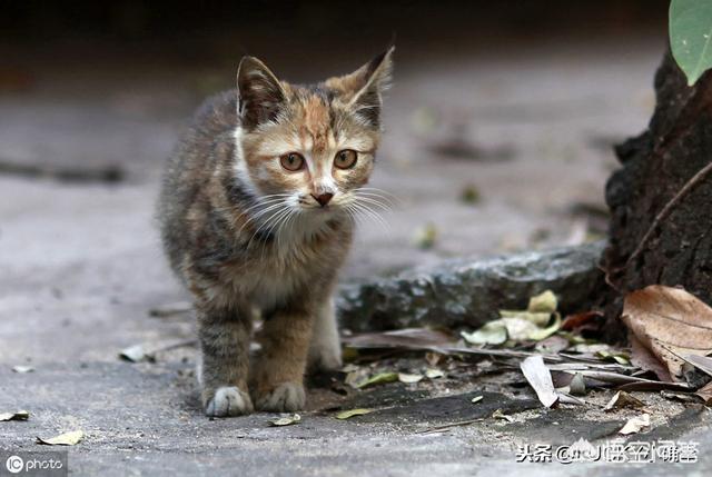 野猫八翻:来了一只野猫天天偷吃家里东西，还把家里弄得乱七八糟，怎么办？