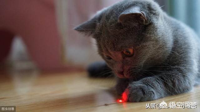 宠物猫名字大全:给宠物猫取什么名字好 你的第一只宠物叫什么名字？