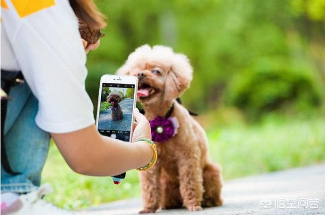 可爱贵宾犬图片:泰迪真的是贵宾犬，养狗狗的人知道吗？