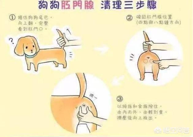 美卡犬要挤肛门:一直不给巴哥犬挤肛门腺会怎么样？