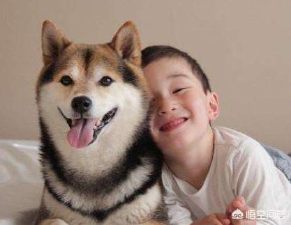 豆柴犬好养吗:柴犬好养吗？花销大吗，会不会像哈士奇一样拆家？有什么特点？