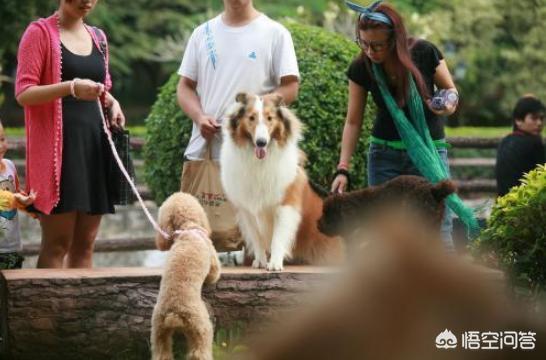 犬细小病毒:如何让狗狗远离犬细小病毒？