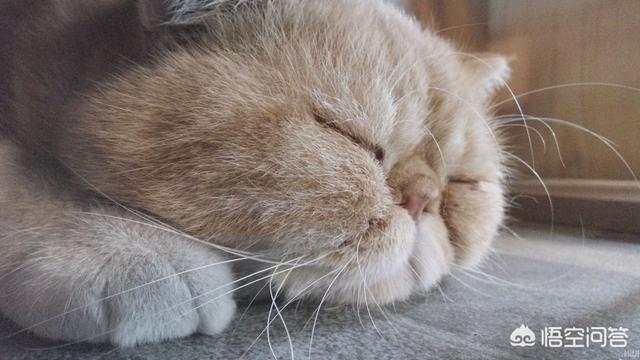 猫叔图片:#宠爱日# 你收养过流浪动物吗？你和它有什么故事？